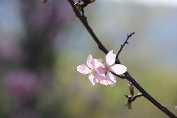 a Cherry blossoms with lights and bokeh