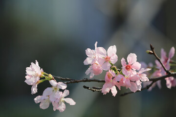 a Cherry blossoms with lights and bokeh