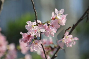 a Cherry blossoms with lights and bokeh