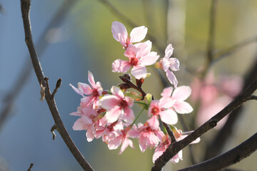Obraz premium a Cherry blossoms with lights and bokeh