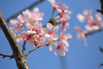 a Cherry blossoms in full bloom, under blue spring sky.