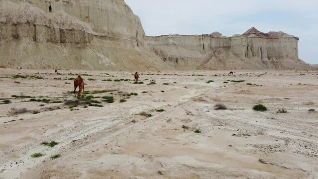 Camel riding grazing on  desert coastal climate near the mountain wind erosion landform cliff in Iran natural wonderful landscape in Qatar  beautiful nature tourist attraction landmark scenic shot