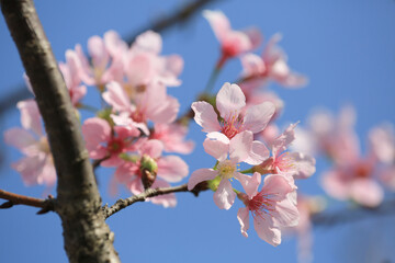 a Cherry blossoms in full bloom, under blue spring sky.