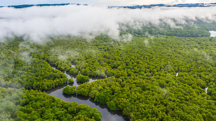 aerial view of mangrove forest at Sepilok Laut, Sabah Borneo, Malaysia.