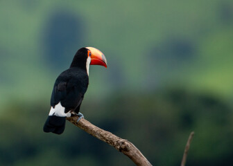 tucano e a natureza