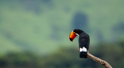 tucano e a natureza © alex
