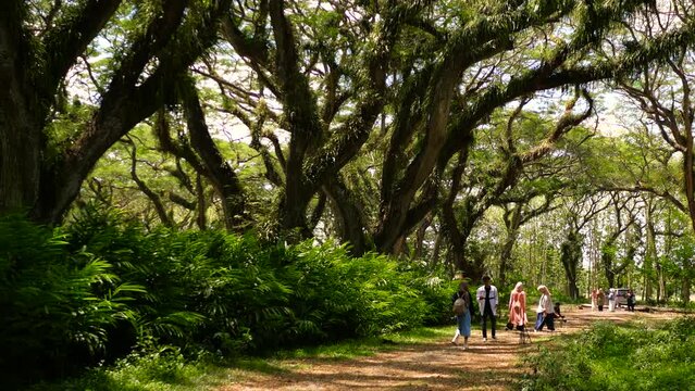 Djawatan ancient forest hundreds year big tree forsaken fangorn lord of the ring at Java Island
