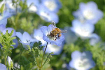 蜜を集める蜂