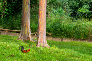 A rooster and a hen and Rainbow Eucalyptus trees in Kauai, Hawaii. Rainbow Eucalyptus is a tree of the species Eucalyptus deglupta with striking coloured streaks on its bark.