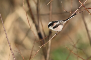 かわいいエナガ