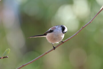 かわいいエナガ