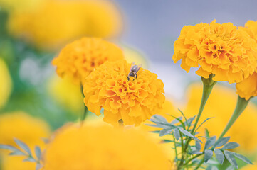 Yellow flowers with a bee eating pollen, Apis mellifera