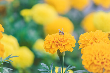 Yellow flowers with a bee eating pollen, Apis mellifera