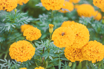 Yellow flowers with a bee eating pollen, Apis mellifera