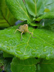 Cute little green grasshopper is hopping on a leaf during rainy day.