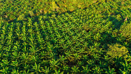 Palm plantation. Aerial view palm tree for product industry palm oil. Top view, palm plantations for the food industry and oil transportation.