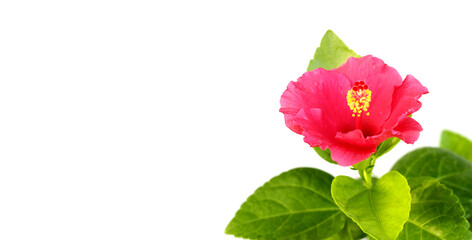 Hibiscus flower with green leaves