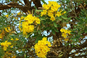 yellow flowers in the garden Beautiful yellow flowers on trees, tropical forest in summer in Thailand, beautiful sky background.