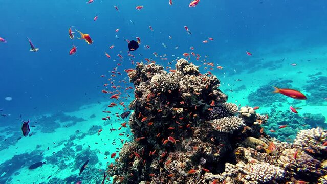 Shoal swimming around coral reef in Mediterranean sea, colorful fishes in shallow water.