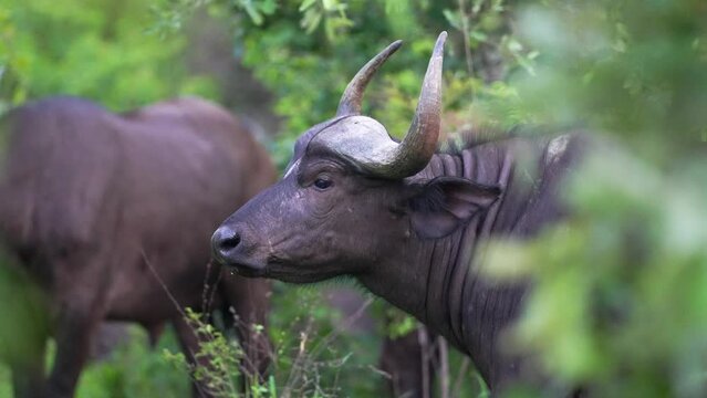 African Buffalo, Side Profile, Close Up