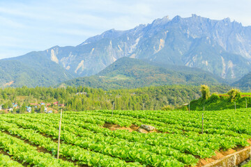Fototapeta na wymiar Kundasang Sabah landscape with cabbage farm and Mount Kinabalu at far background during morning.