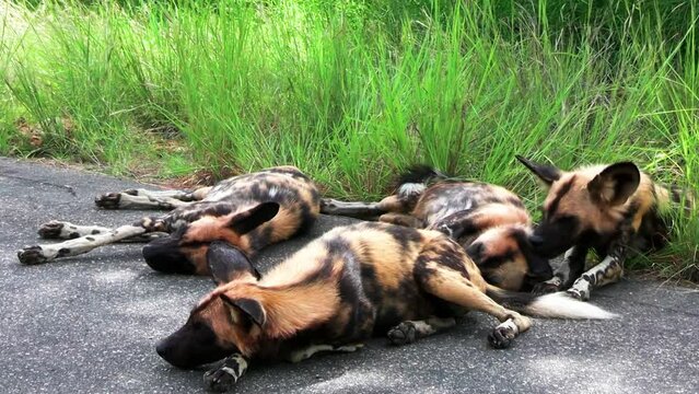 African wild dogs sleep near green grass, exhausted and heavy breathing