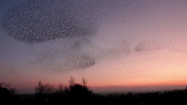 Starling murmuration and their formation to the serene sunset backdrop