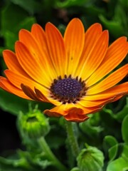 orange flower in the garden