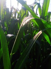 close up of a plant