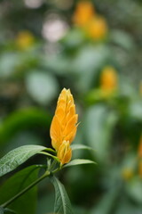 Obraz premium Golden Shrimp, Lollipop Plant, Pachystachys lutea, 