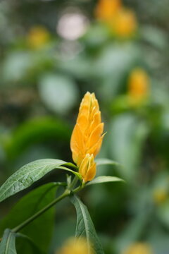 Pachystachys lutea yellow flower blooming from its stem