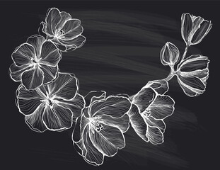 Art graphic floral element, cherry blossom chalkboard drawing