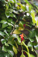 Red flower surrounded by green foliage