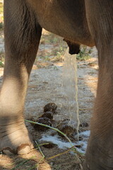 The Asian elephant is the largest living land animal in Asia, originated in Sub-Saharan Africa during the Pliocene and spread throughout Africa before expanding into the southern half of Asia.