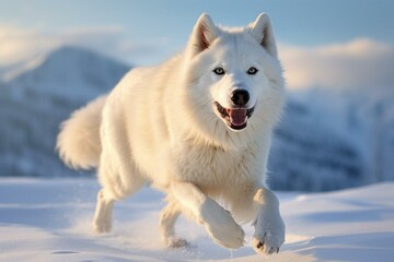A big sled dog from Alaska, also called sled dog and polar breed. Generative AI