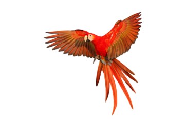 Colorful flying Scarlet Macaw parrot isolated on transparent background png file	