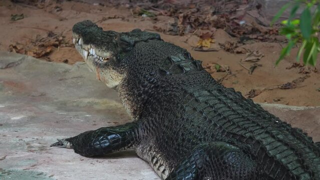 Close view of a large Crocodile standing on the shore and opening his mouth