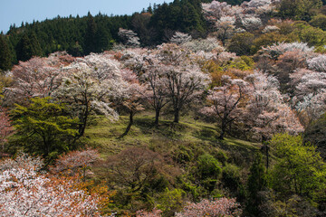 吉野桜
Yoshino cherry tree