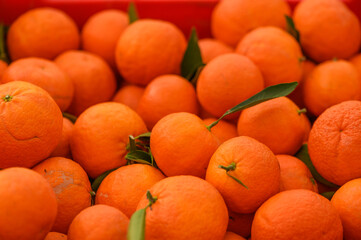 juicy fresh tangerines in boxes for sale in Cyprus in winter 4