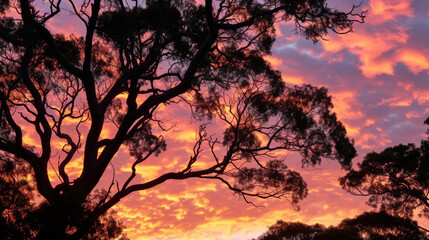 A canopy of trees creates a dramatic silhouette against the deep orange and pink sky of the sunset.