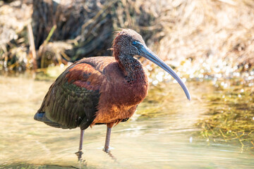 The glossy ibis, latin name Plegadis falcinellus, searching for food in the shallow lagoon.