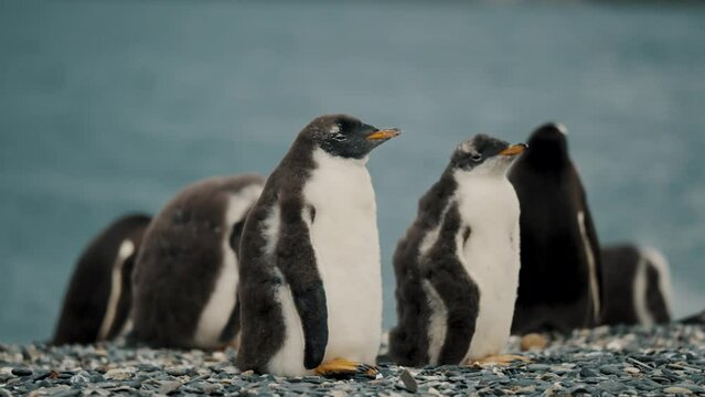 Group Of Gentoo Penguins In Isla Martillo, Tierra del Fuego, Argentina - Close Up