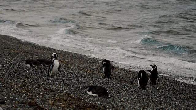 Magellanic Penguins On The Seashore In Isla Martillo, Tierra del Fuego, Argentina - Wide Shot