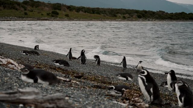 Magellanic Penguins On The Beach In Isla Martillo, Tierra del Fuego, Argentina - Wide Shot