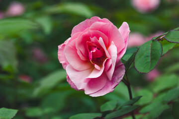 Fresh pink rosebud on a bush in spring, summer garden. Flowering bud bloom. Floriculture, flowers, plants growing. Fragrant flower among green leaves.