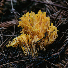 yellow coral mushroom on the ground