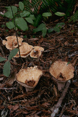 Mushroom on forest floow