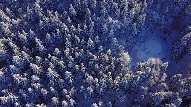 Flying straight above and panning up above a snowy pine forest