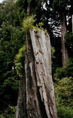 tree trunk in the forest