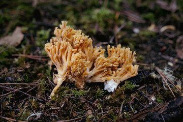 yellow coral mushroom on the ground